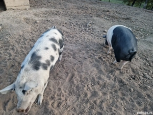 vand porci - imagine 2