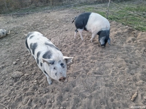 vand porci - imagine 3