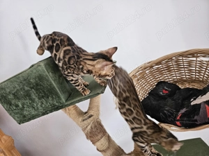 3 fratiori bengalezi - imagine 2