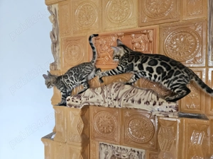 3 fratiori bengalezi - imagine 4