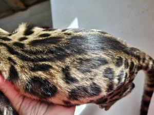 3 fratiori bengalezi - imagine 3