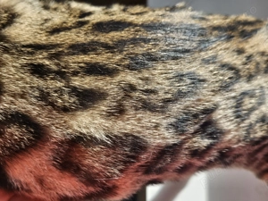 3 fratiori bengalezi - imagine 5