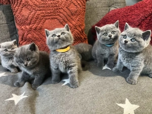 British Shorthair Blue, 2 luni, direct de la crescator