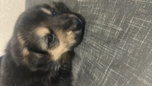 Donez cățeluși ciobănesc german pentru iubitorii de animale care locuiesc la curte - imagine 2