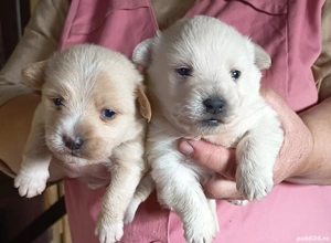 Catei Bichon Maltez - imagine 2 Catei Bichon Maltez - imagine 2