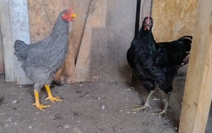 cocos Plymouth Rock Barat de 5 luni - imagine 2