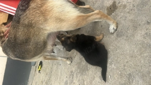 Donez cățeluși ciobănesc german pentru iubitorii de animale care locuiesc la curte - imagine 3