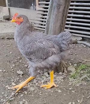 cocos Plymouth Rock Barat de 5 luni - imagine 3