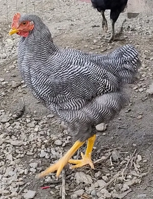 cocos Plymouth Rock Barat de 5 luni