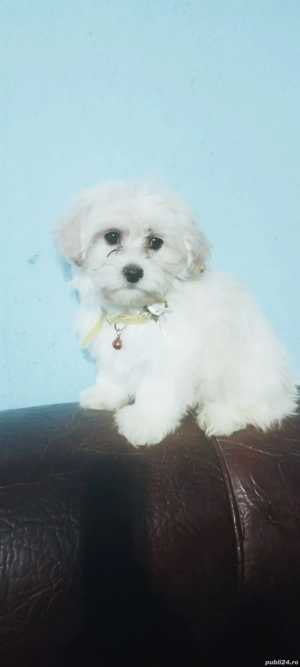 bichon maltez Suceava cățelușă