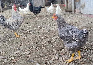 cocos Plymouth Rock Barat de 5 luni - imagine 4