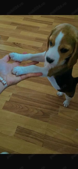 Vand pui Beagle, fetita, 3 luni.