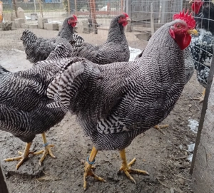 cocos Plymouth Rock Barat de 5 luni - imagine 5