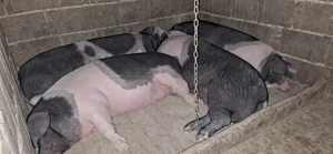 Porci de vânzare Bazna 