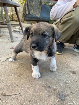 Donez cățel de curte 6 săptămâni !!!
