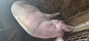 porc de vanzare