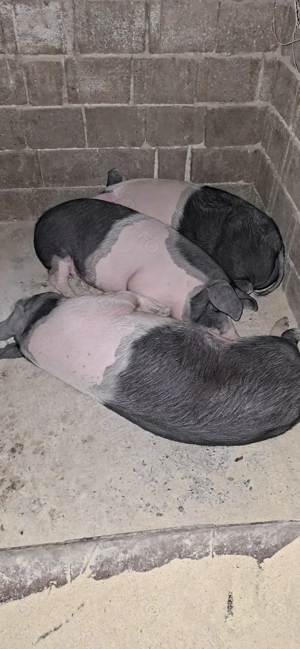 Porci de vânzare Bazna  - imagine 2 Porci de vânzare Bazna  - imagine 2