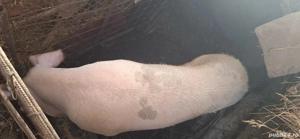 porc de vanzare - imagine 2 porc de vanzare - imagine 2