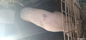 porc de vanzare