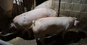 Porci de vânzare Bazna și Landrace - imagine 4