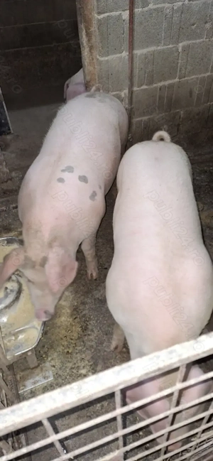Porci de vânzare Bazna și Landrace - imagine 3