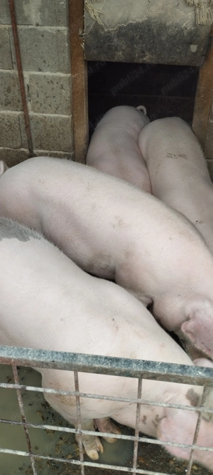 Porci de vânzare Bazna și Landrace