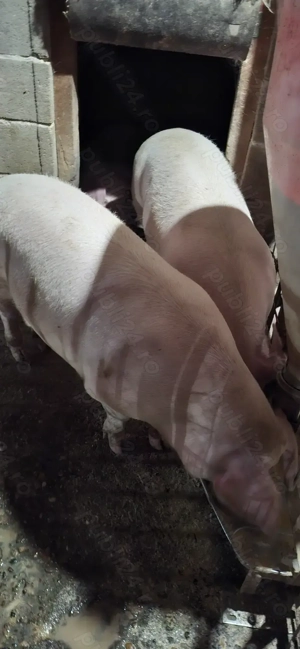 Porci de vânzare Bazna și Landrace - imagine 2