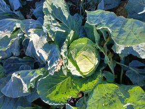 Varza de Buzau  în cantități cum le doriti