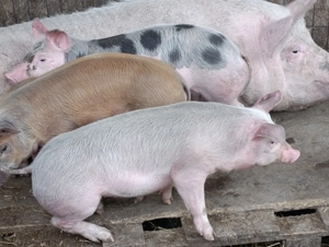 Vând purcei înțărcați  - imagine 2