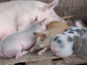 Vând purcei înțărcați 