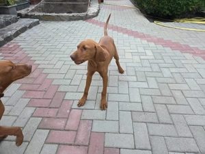 Vând cățea vizsla  - imagine 2