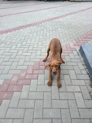 Vând cățea vizsla  - imagine 3