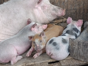 Vând purcei înțărcați  - imagine 6