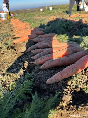 Morcovi proaspeti BIO de calitate Rasca, Dealu Mare