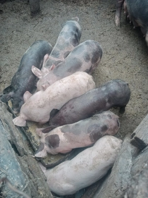 Vând 7 porci de carne  - imagine 2 Vând 7 porci de carne  - imagine 2