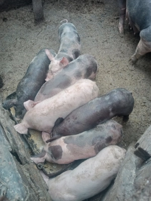 Vând 7 porci de carne 