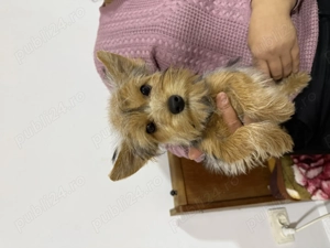 Cățeluși  yorkshire terrier mini toys - imagine 5