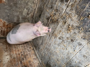 Porc de vânzare  - imagine 2