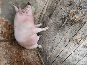 Porc de vânzare  - imagine 6