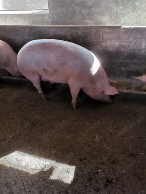 Sacrific porc de carne