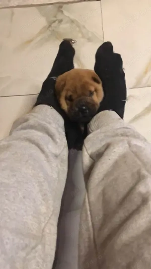 Pui, rasa Shar-Pei - imagine 2  Pui, rasa Shar-Pei - imagine 2
