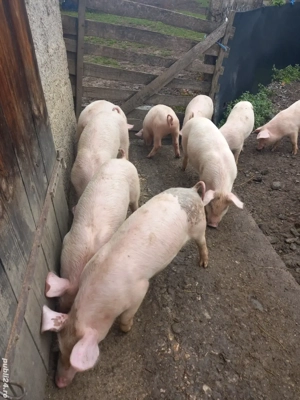 Purcei de vânzare  - imagine 2
