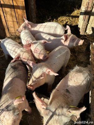 vand purcei Landrace  - imagine 3