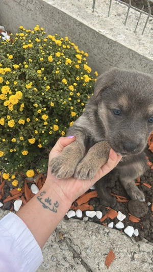 Căței Ciobanesc german își caută căsuța noua  - imagine 3 Căței Ciobanesc german își caută căsuța noua  - imagine 3