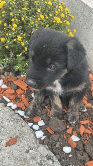 Căței Ciobanesc german își caută căsuța noua  - imagine 4