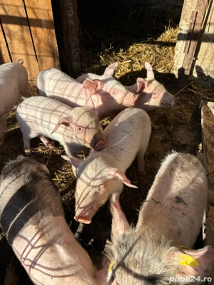 vand purcei Landrace  - imagine 4