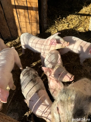 vand purcei Landrace 