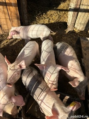 vand purcei Landrace  - imagine 2