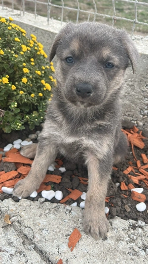 Căței Ciobanesc german își caută căsuța noua  - imagine 2 Căței Ciobanesc german își caută căsuța noua  - imagine 2