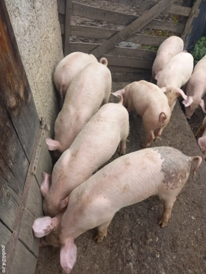 Purcei de vânzare  - imagine 4